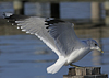 adult Common Gull (40233 bytes)