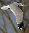 adult Common Gull (40233 bytes)