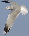 adult Common Gull (40233 bytes)