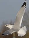 adult Common Gull (40233 bytes)