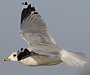 adult Common Gull (40233 bytes)