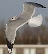 adult Common Gull (40233 bytes)