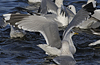 adult Common Gull (40233 bytes)