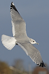 adult Common Gull (40233 bytes)