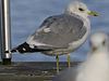 adult Common Gull (40233 bytes)