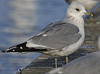 adult Common Gull (40233 bytes)