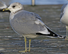 adult Common Gull (40233 bytes)
