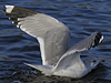 adult Common Gull (40233 bytes)
