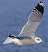 adult Common Gull (40233 bytes)
