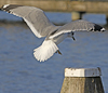adult Common Gull (40233 bytes)