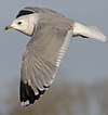 adult Common Gull (40233 bytes)