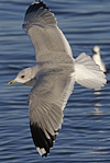 adult Common Gull (40233 bytes)
