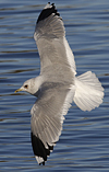 adult Common Gull (40233 bytes)