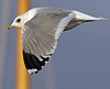 adult Common Gull (40233 bytes)