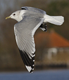 adult Common Gull (40233 bytes)