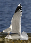 adult Common Gull (40233 bytes)