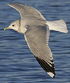 adult Common Gull (40233 bytes)
