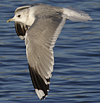 adult Common Gull (40233 bytes)