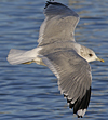 adult Common Gull (40233 bytes)
