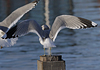 adult Common Gull (40233 bytes)