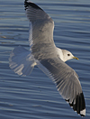 adult Common Gull (40233 bytes)
