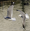 adult Common Gull (40233 bytes)