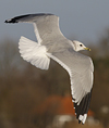 adult Common Gull (40233 bytes)