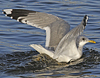 adult Common Gull (40233 bytes)