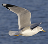adult Common Gull (40233 bytes)