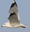 adult Common Gull (40233 bytes)