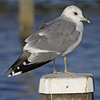 adult Common Gull (40233 bytes)