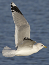 adult Common Gull (40233 bytes)