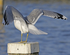 adult Common Gull (40233 bytes)