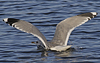 adult Common Gull (40233 bytes)