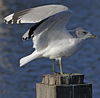 adult Common Gull (40233 bytes)