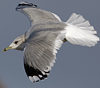 adult Common Gull (40233 bytes)
