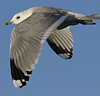 adult Common Gull (40233 bytes)