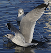 adult Common Gull (40233 bytes)