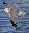 adult Common Gull (40233 bytes)