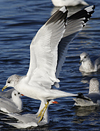 adult Common Gull (40233 bytes)