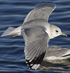 adult Common Gull (40233 bytes)