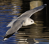 adult Common Gull (40233 bytes)