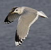 adult Common Gull (40233 bytes)