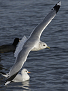 adult Common Gull (40233 bytes)