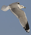 adult Common Gull (40233 bytes)