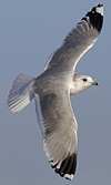 adult Common Gull (40233 bytes)