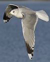 adult Common Gull (40233 bytes)