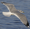 adult Common Gull (40233 bytes)