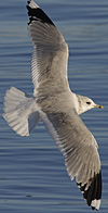 adult Common Gull (40233 bytes)