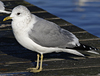adult Common Gull (40233 bytes)